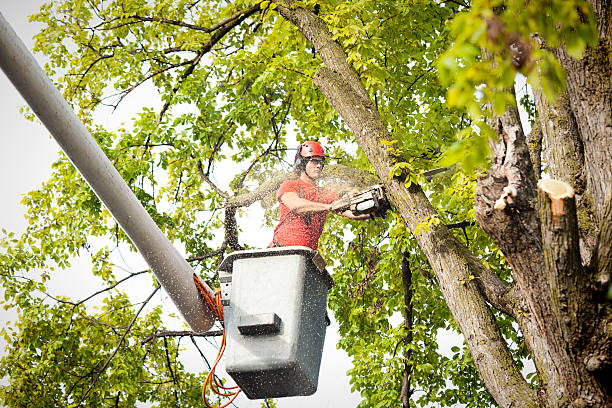 Best Storm Damage Tree Cleanup  in Midway, NC